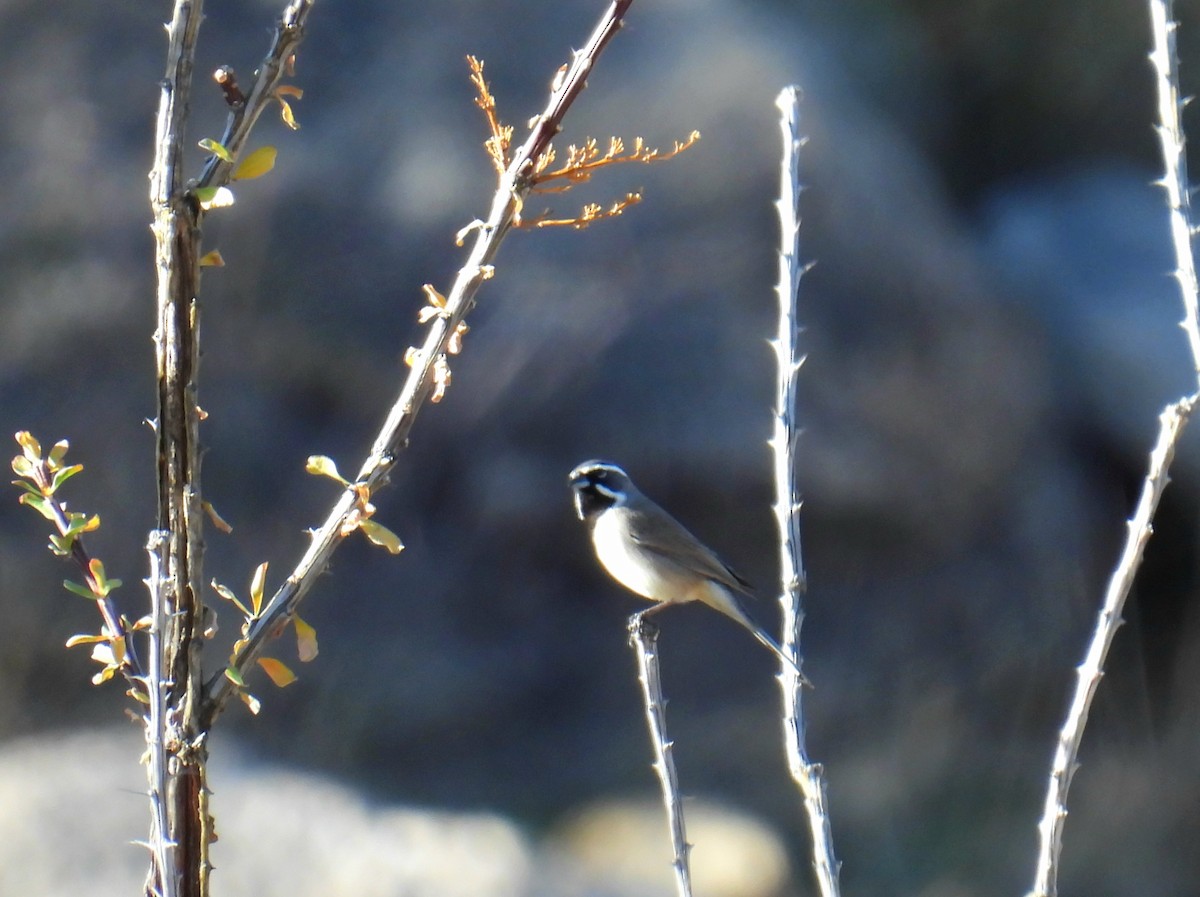 Black-throated Sparrow - ML646192381