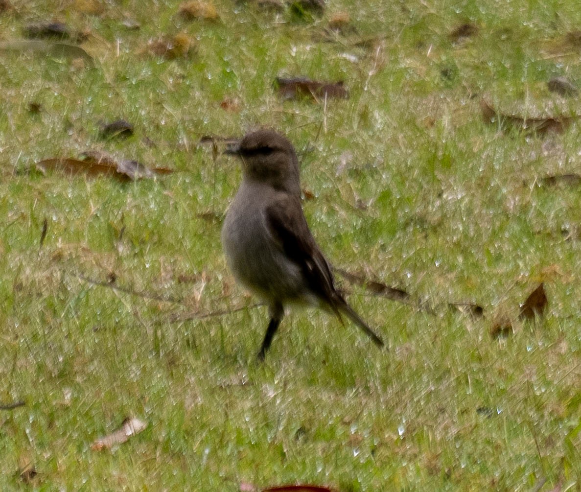 Dusky Robin - ML646192382