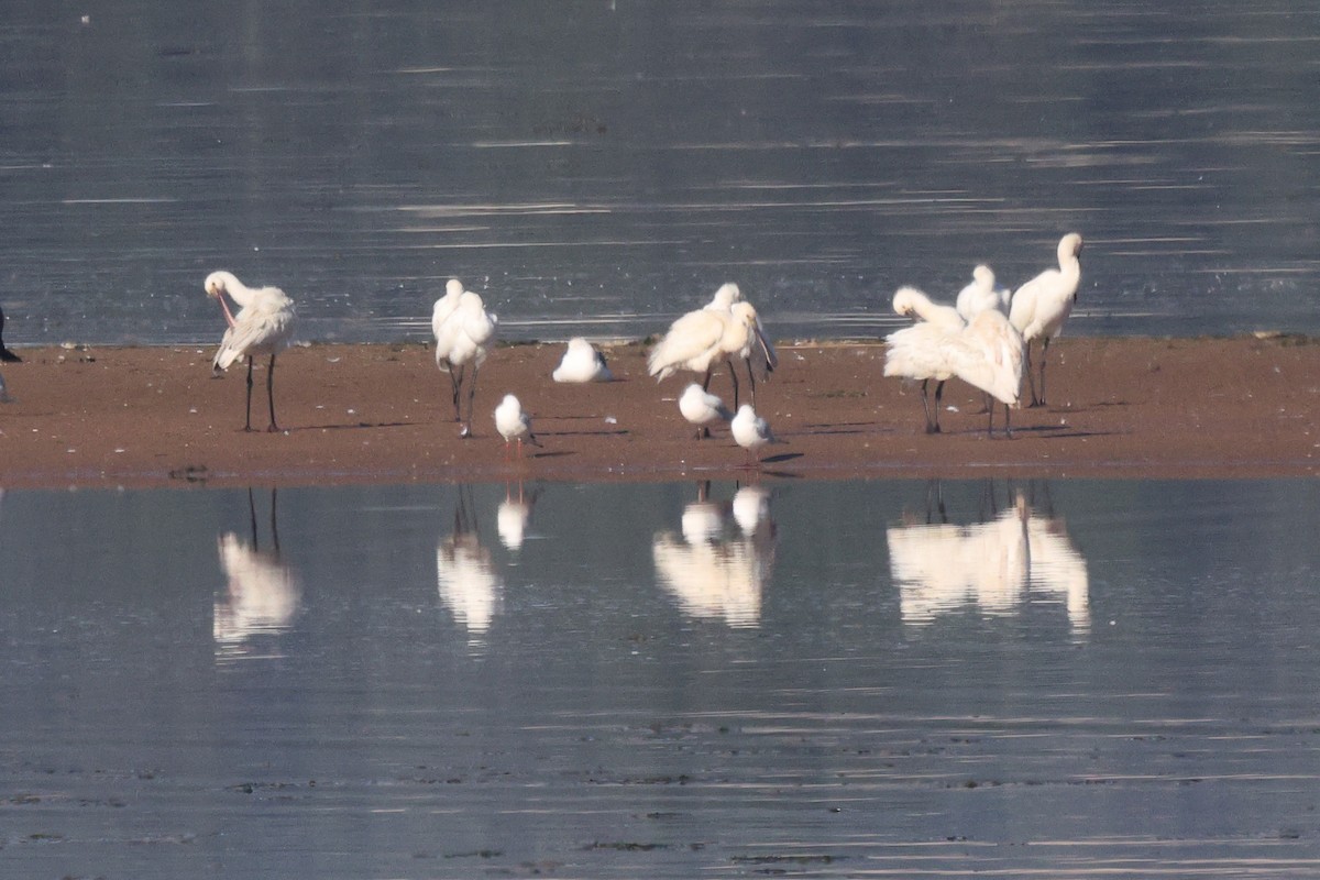 Eurasian Spoonbill - ML646192383