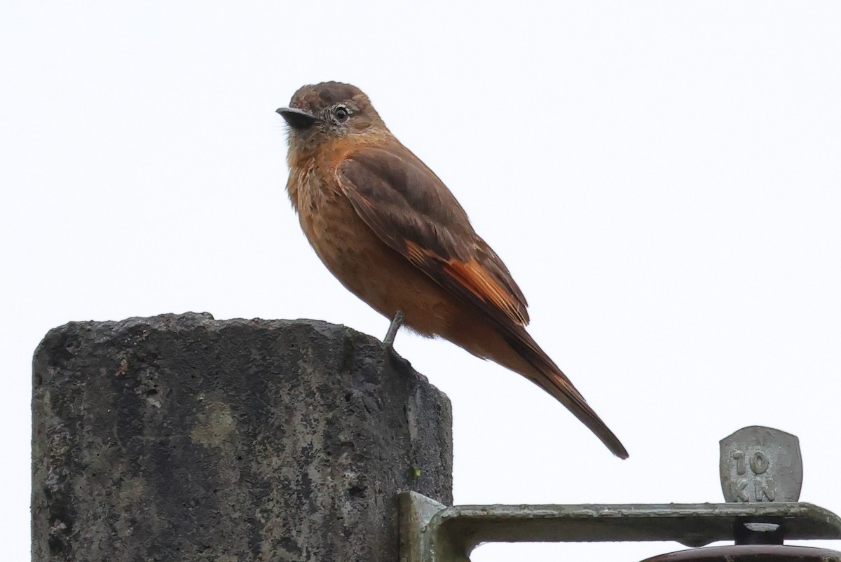 Cliff Flycatcher - ML646192384