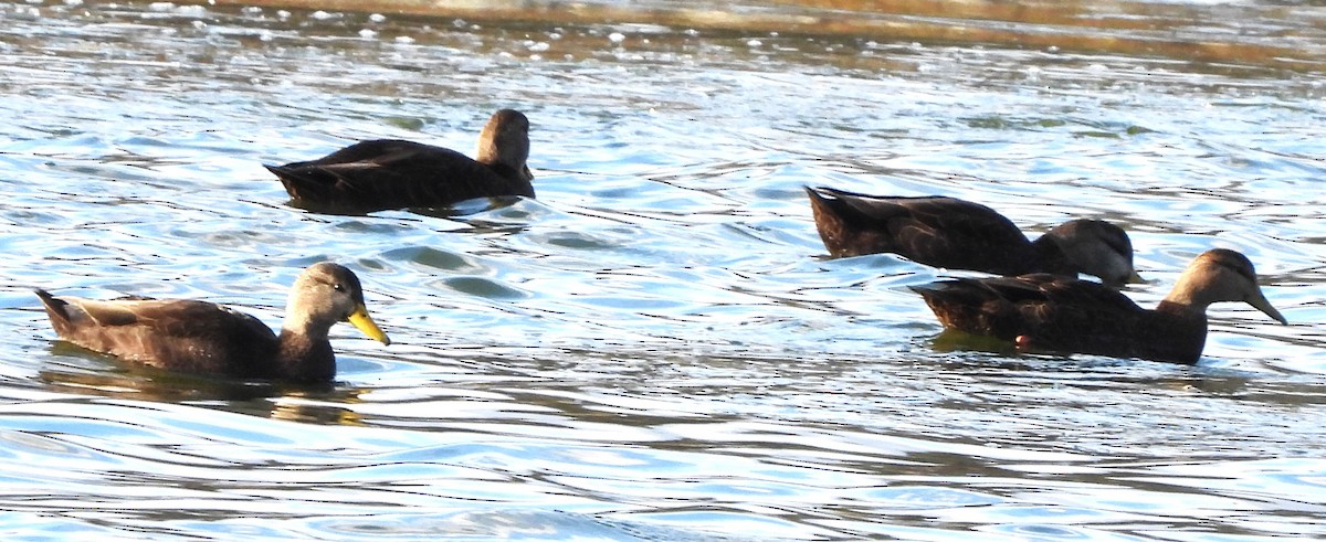 American Black Duck - ML646192385