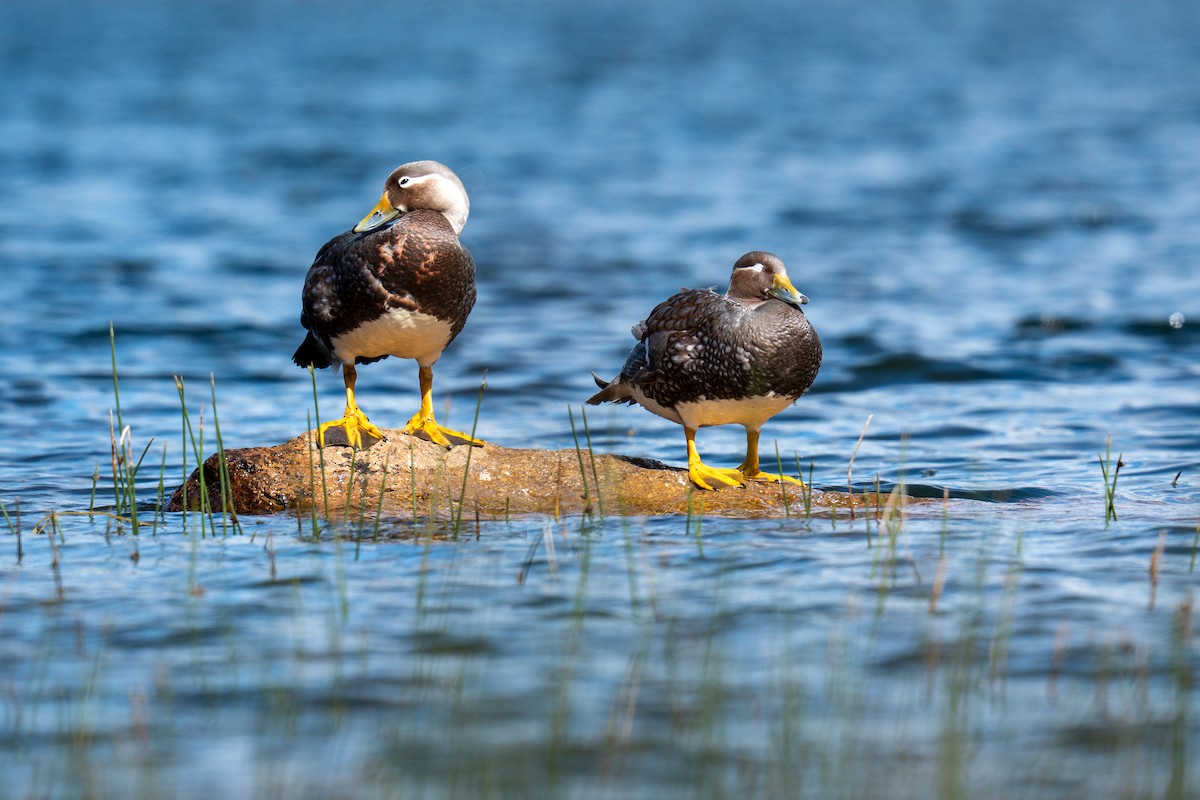 Flying Steamer-Duck - ML646192386
