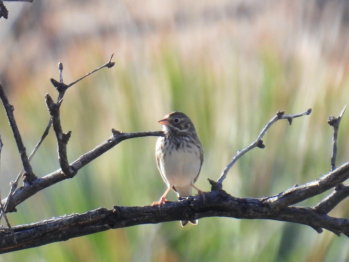 Vesper Sparrow - ML646192387