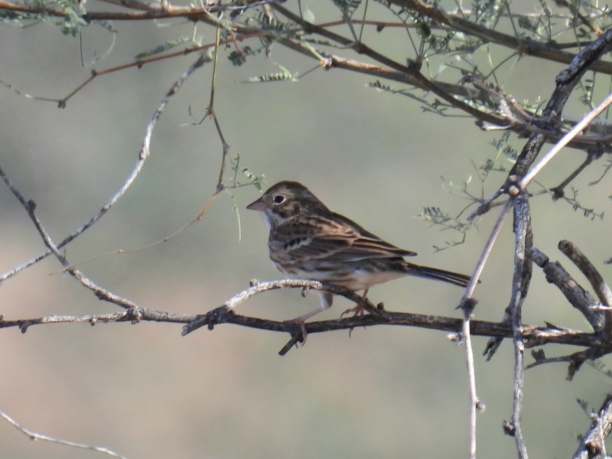 Vesper Sparrow - ML646192388