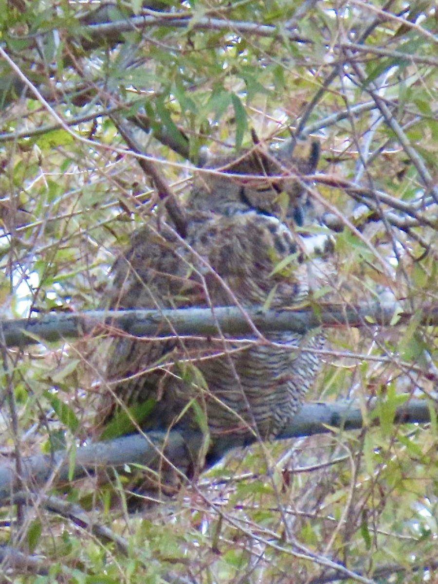 Great Horned Owl - ML646192389