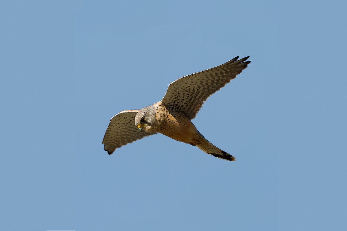 Eurasian Kestrel - ML646192390