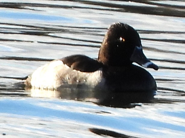 Ring-necked Duck - ML646192392