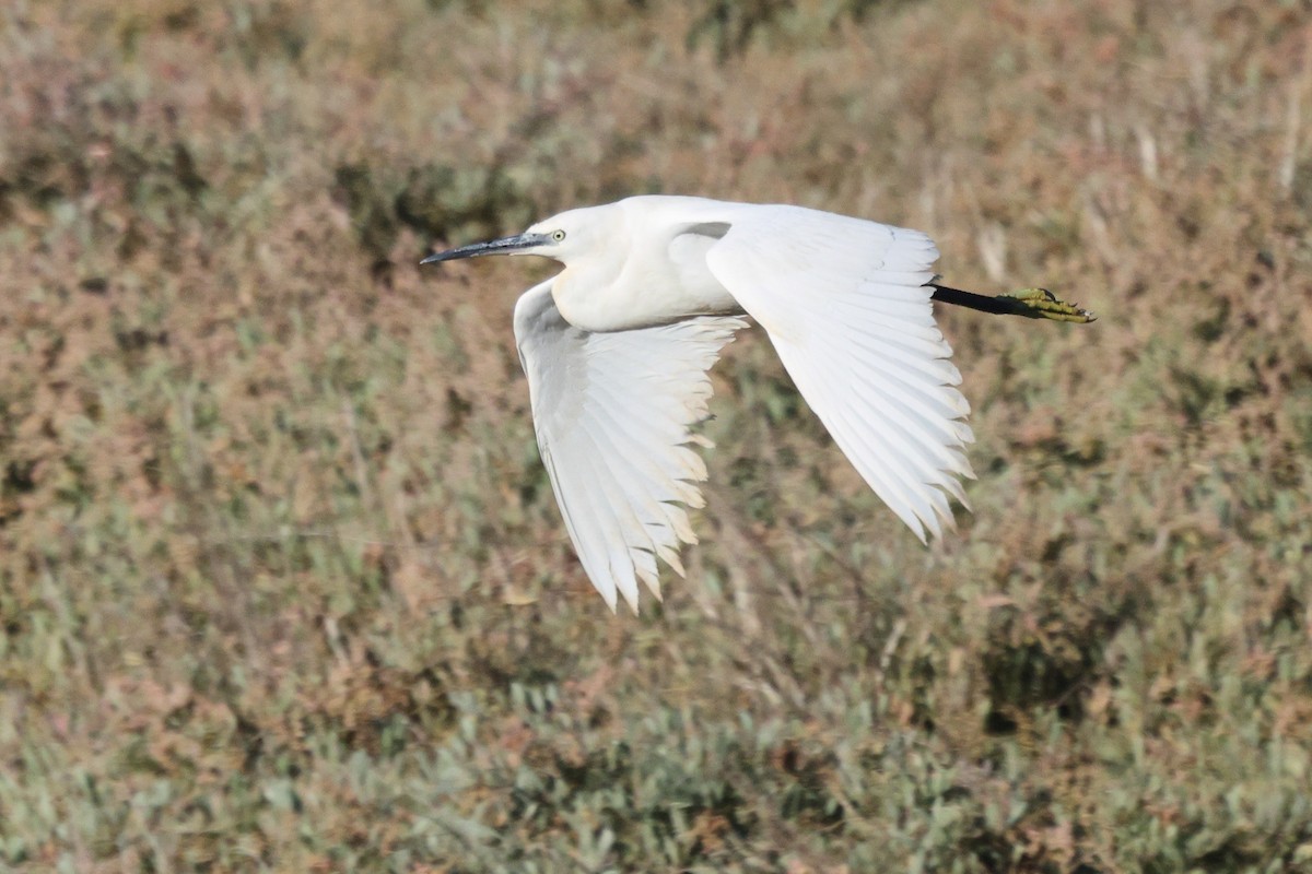 Little Egret - ML646192393
