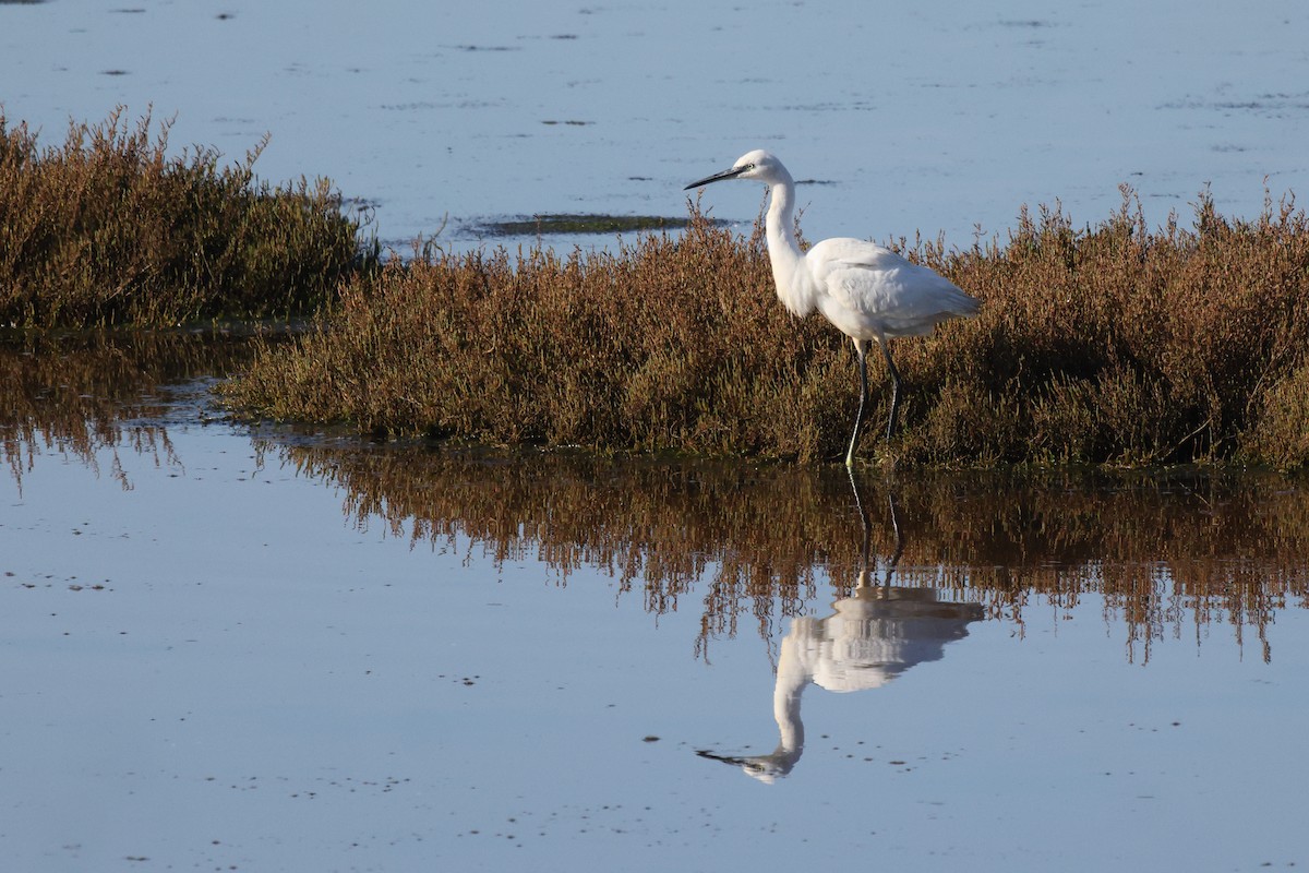 Little Egret - ML646192394