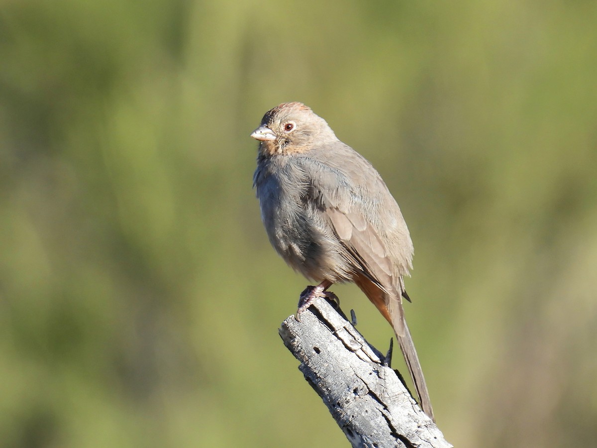 Canyon Towhee - ML646192397