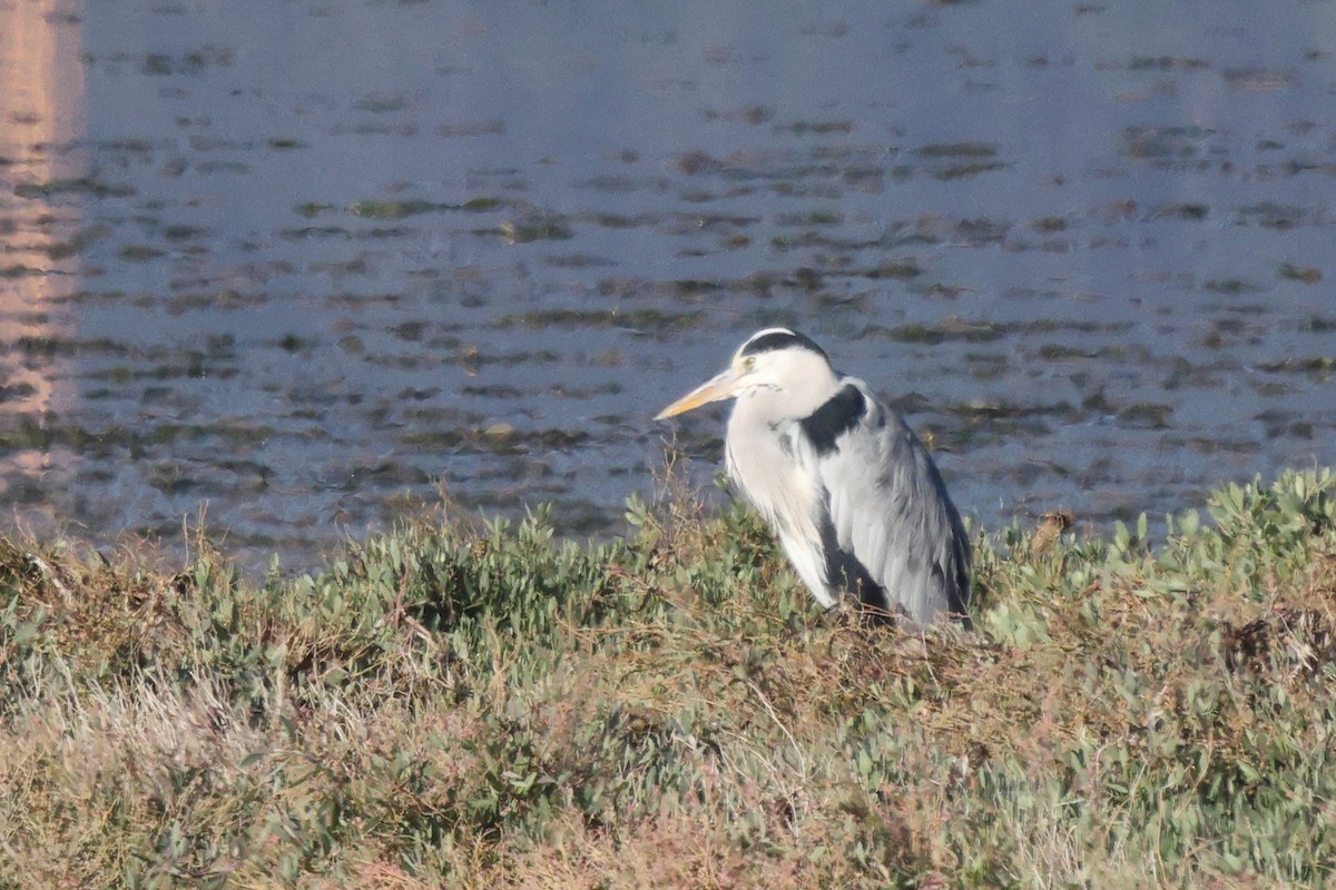 Gray Heron - ML646192398