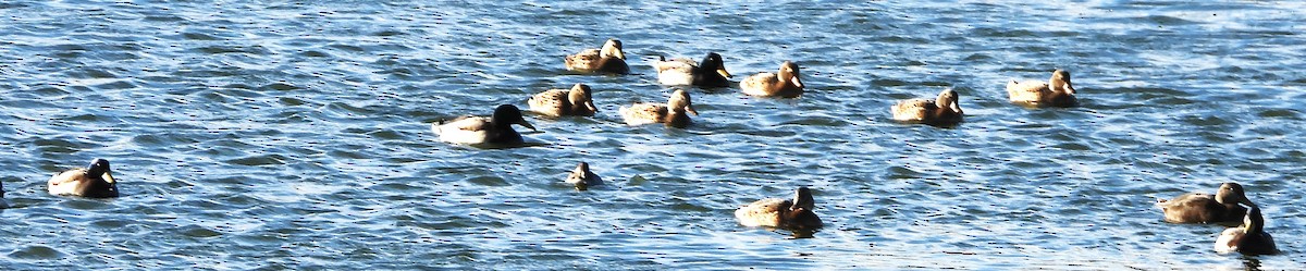 Mallard - ML646192399