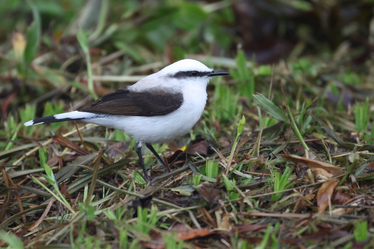 Masked Water-Tyrant - ML646192401