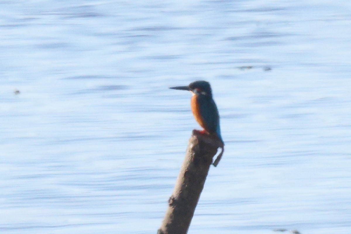 Common Kingfisher - ML646192402