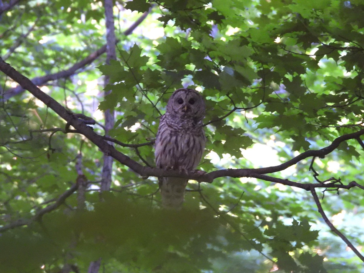 Barred Owl - ML646192407