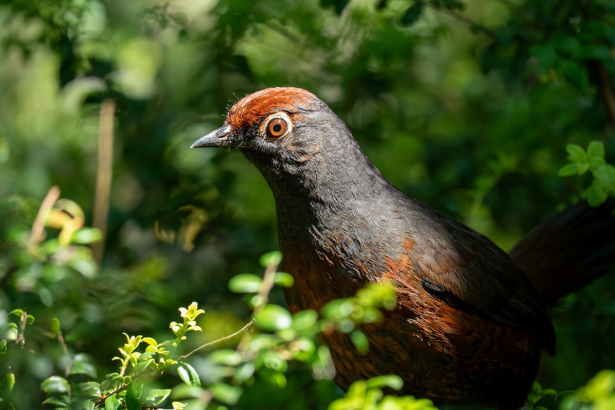 Black-throated Huet-huet - ML646192414