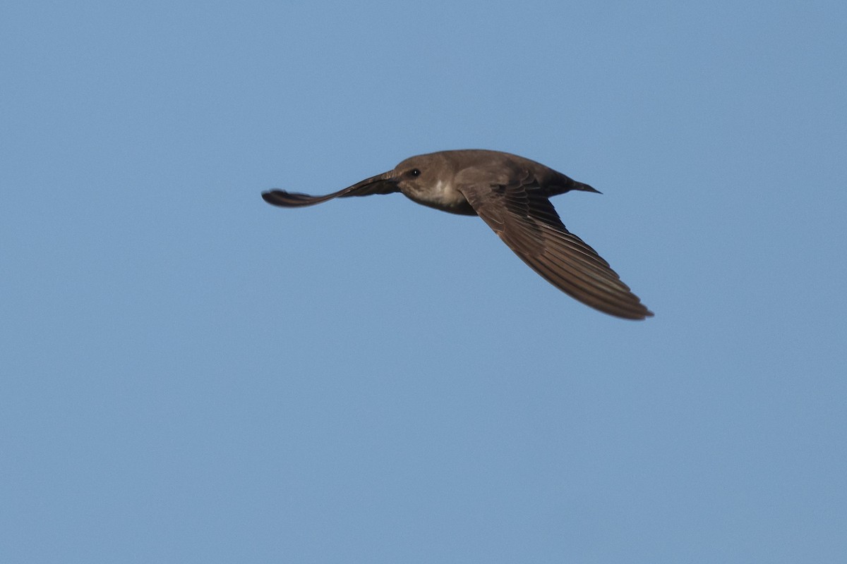 Eurasian Crag-Martin - ML646192416