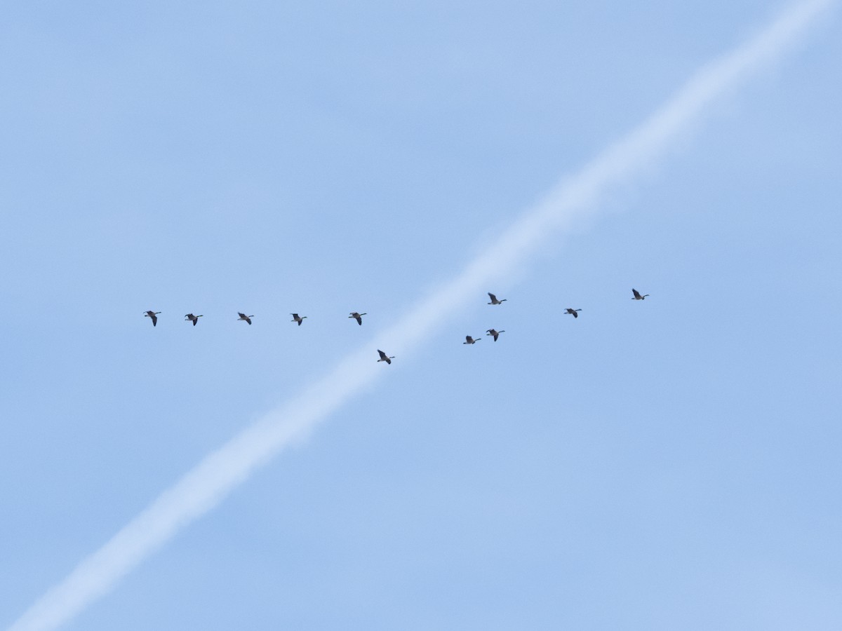 Canada Goose - ML646192418