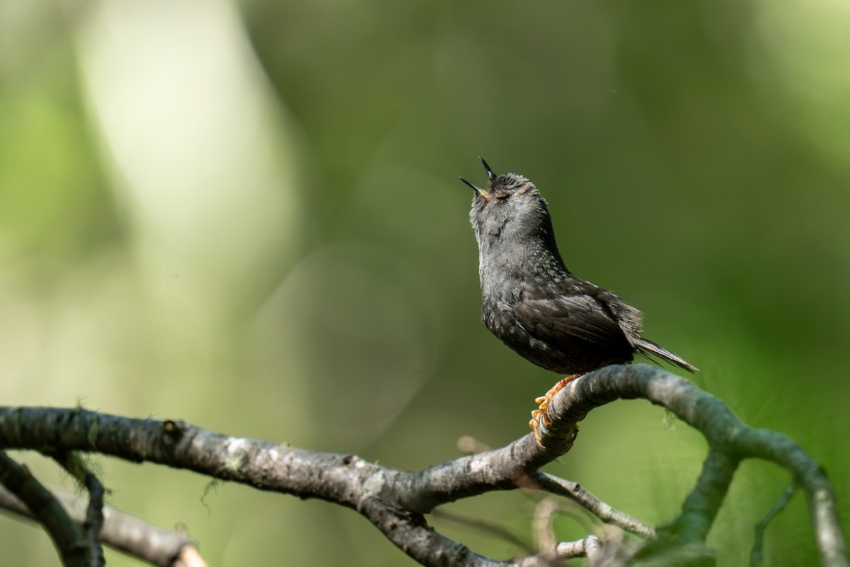 Magellanic Tapaculo - ML646192424
