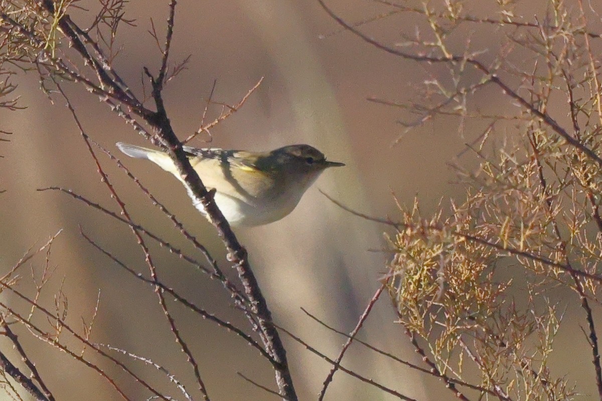 Common Chiffchaff - ML646192430