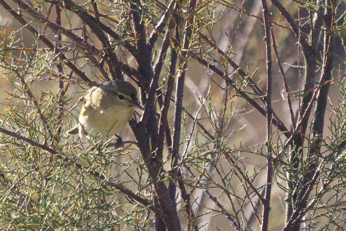 Common Chiffchaff - ML646192431