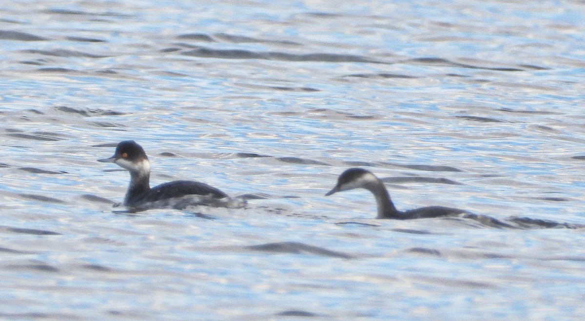 potápka černokrká - ML646192433