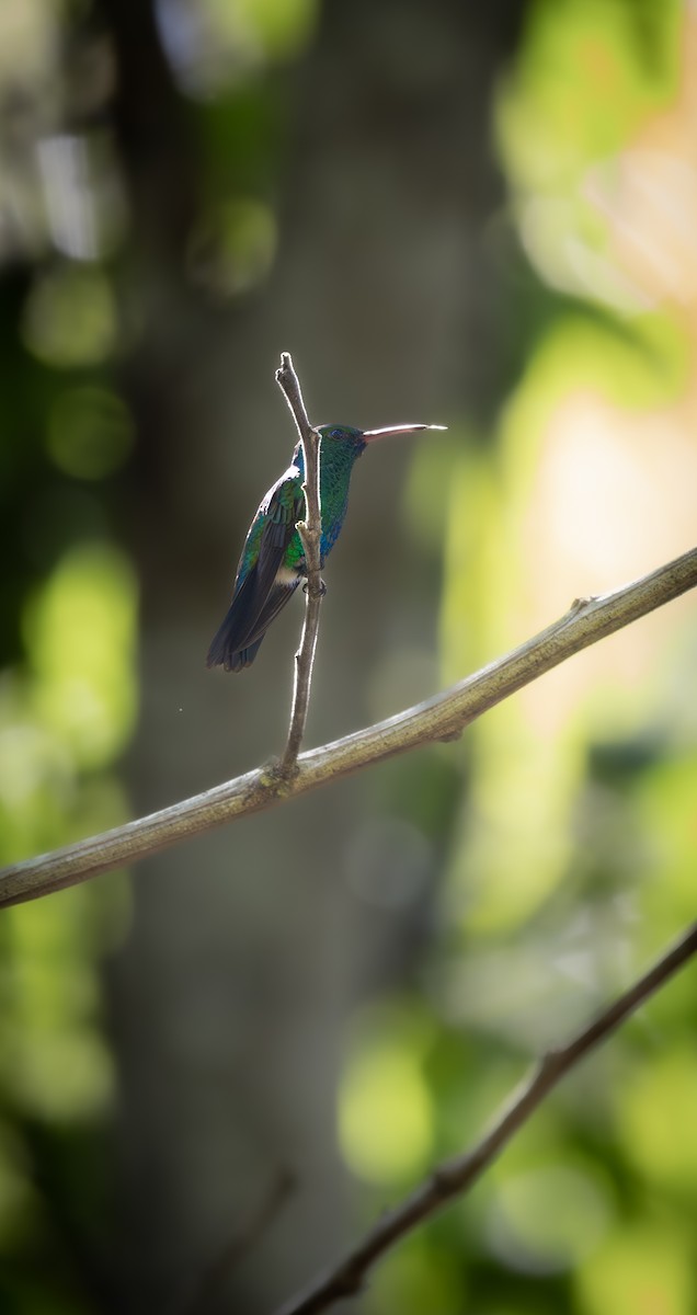 Blue-chinned Sapphire - ML646192437