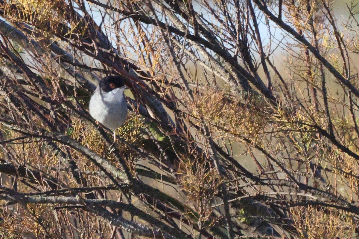 Sardinian Warbler - ML646192441
