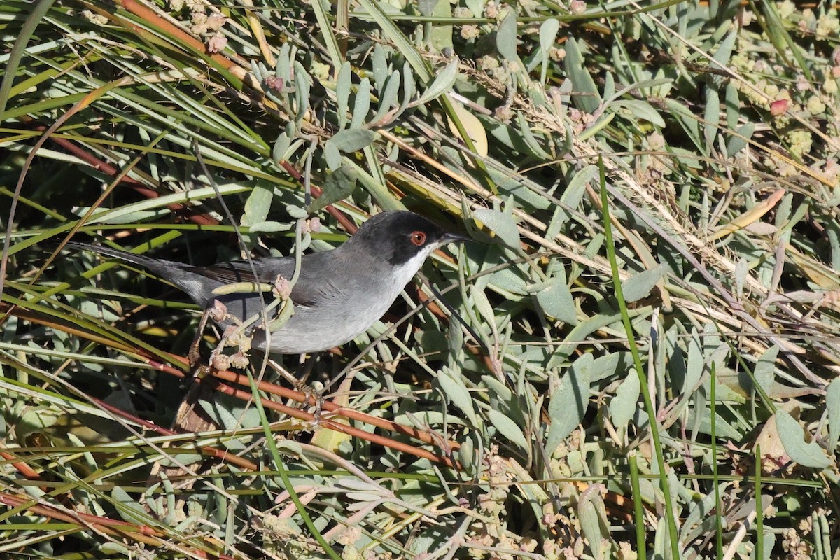 Sardinian Warbler - ML646192442