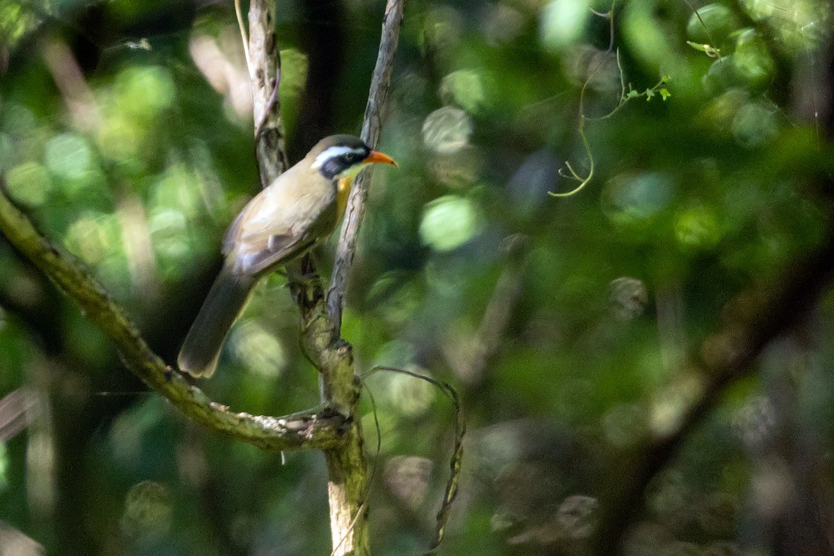 Brown-crowned Scimitar-Babbler - ML646192443