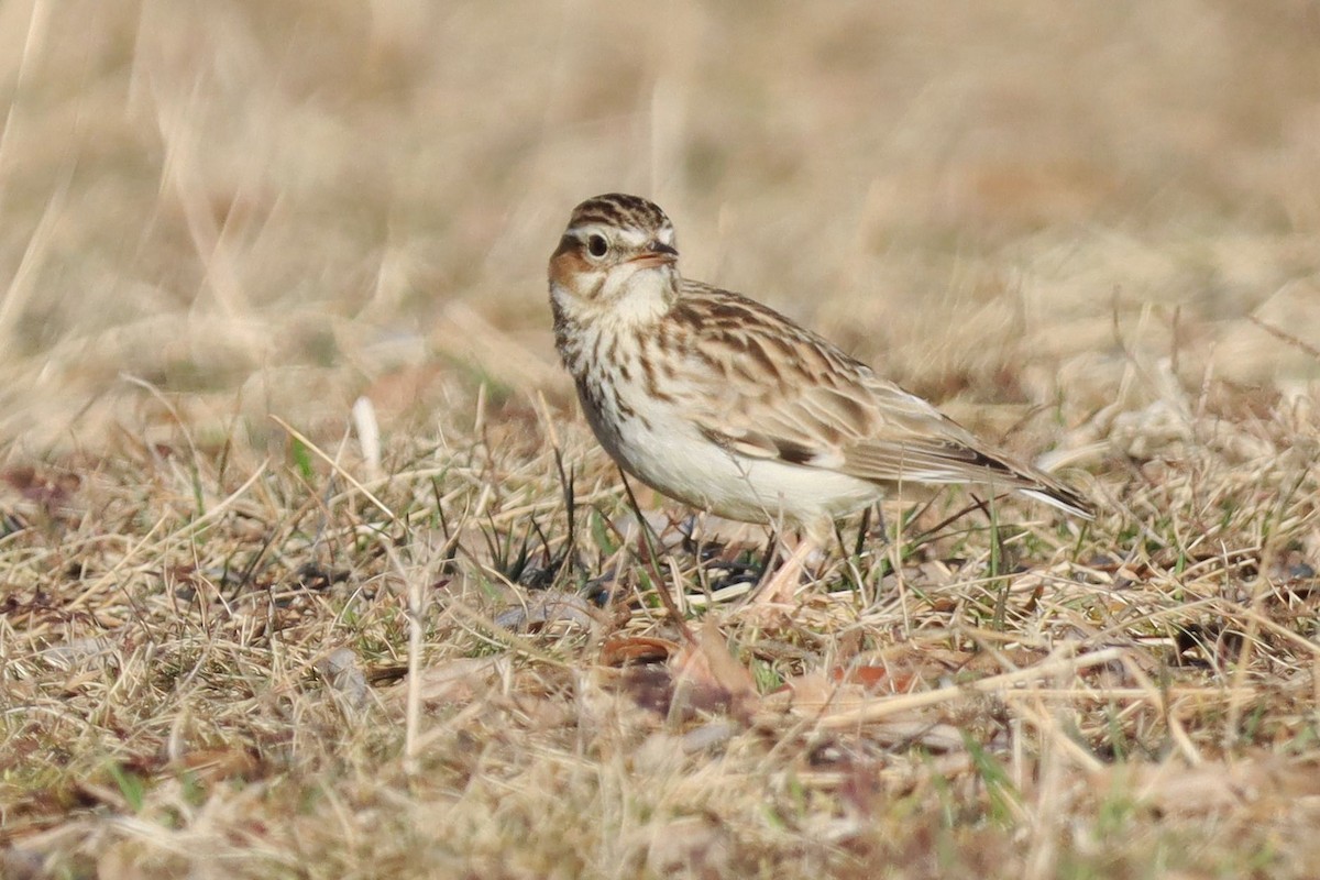חוגת עצים - ML646192446