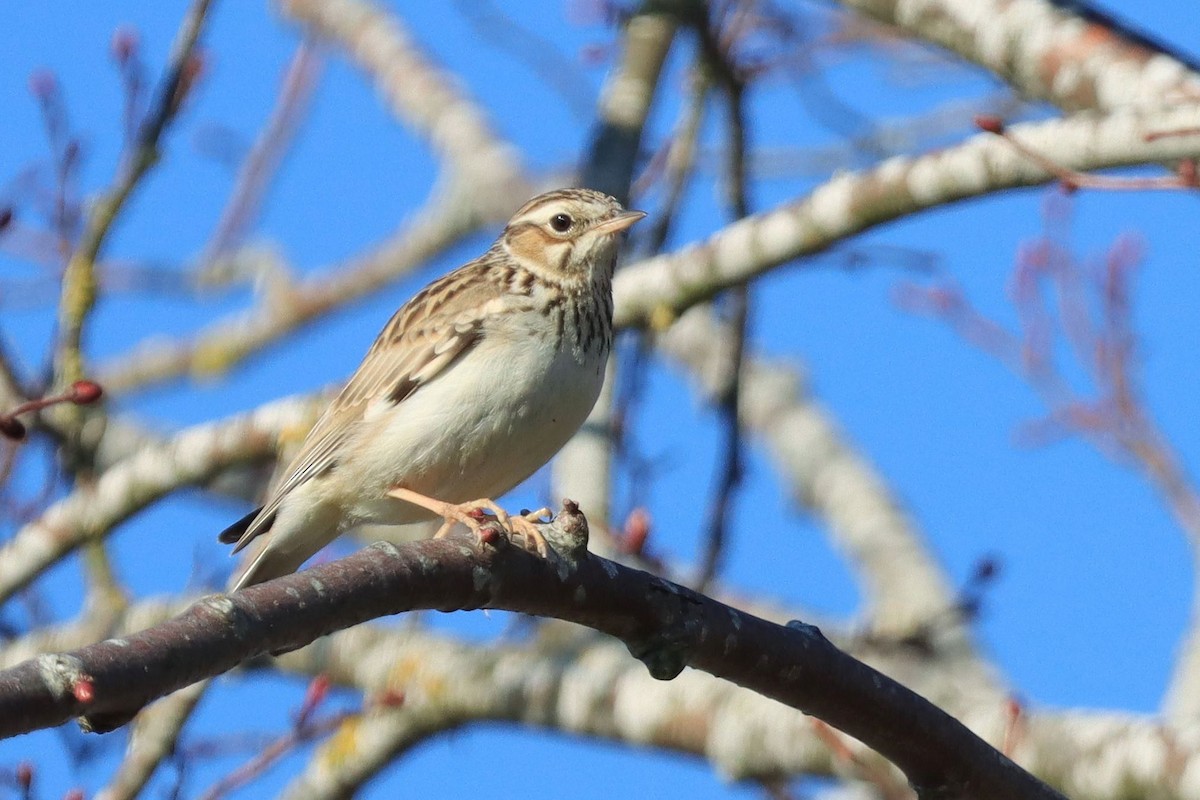 חוגת עצים - ML646192447