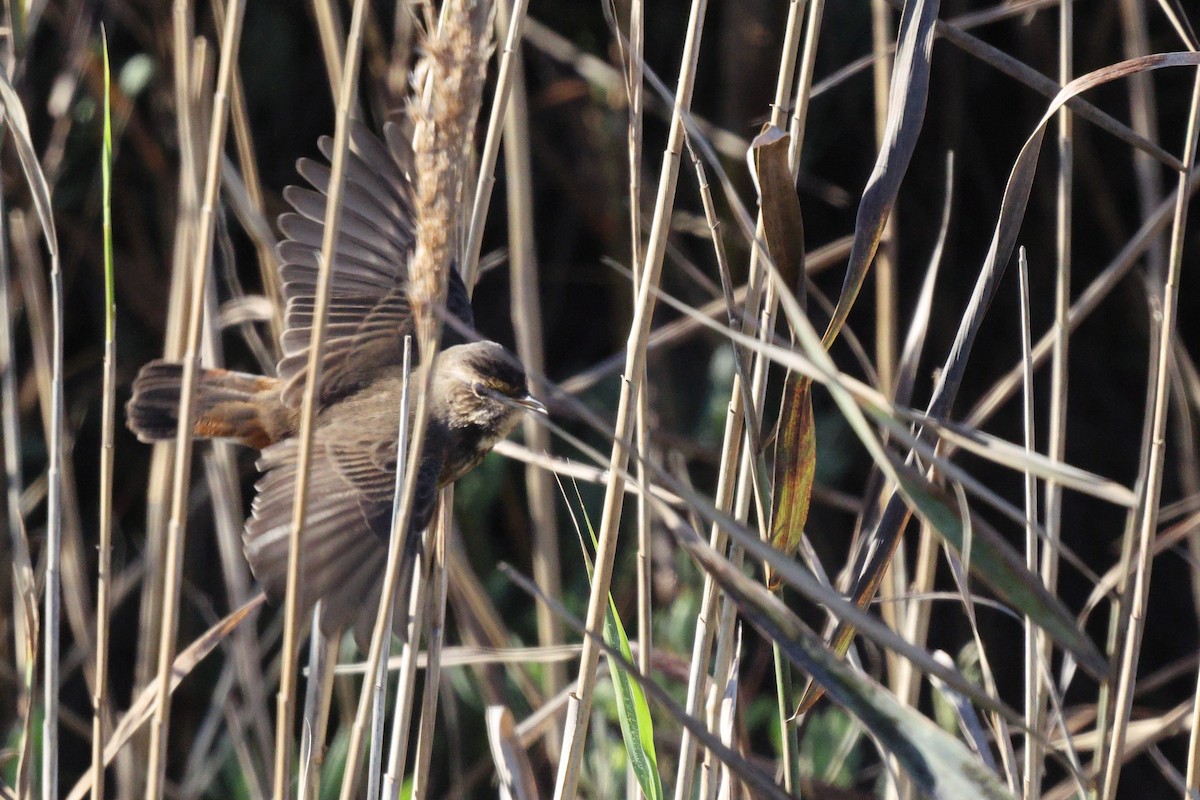 Bluethroat - ML646192452