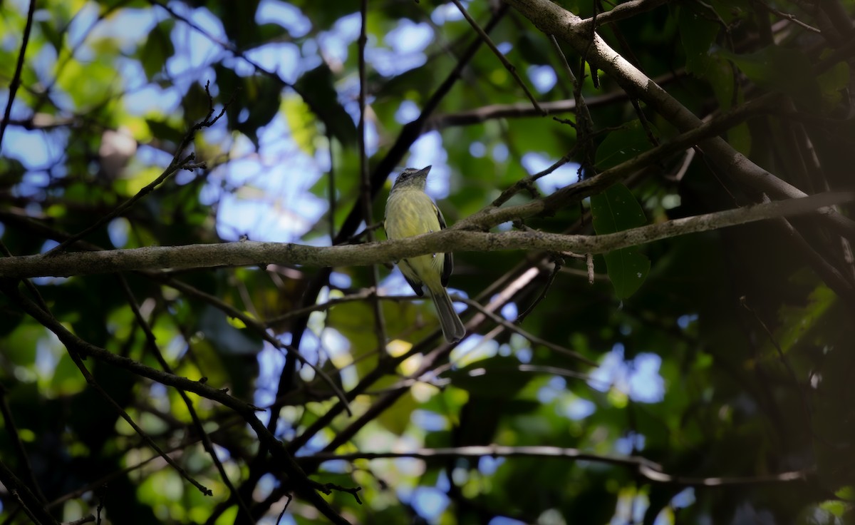 Gray-crowned Flatbill - ML646192458