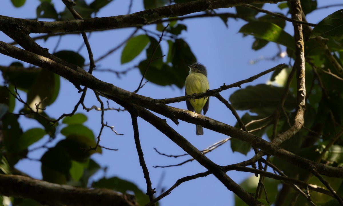 Gray-crowned Flatbill - ML646192459