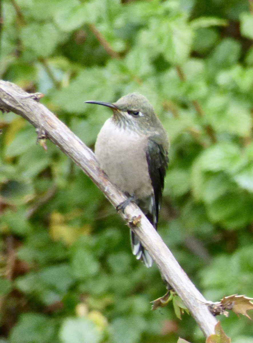 Ecuadorian Hillstar - ML646192463