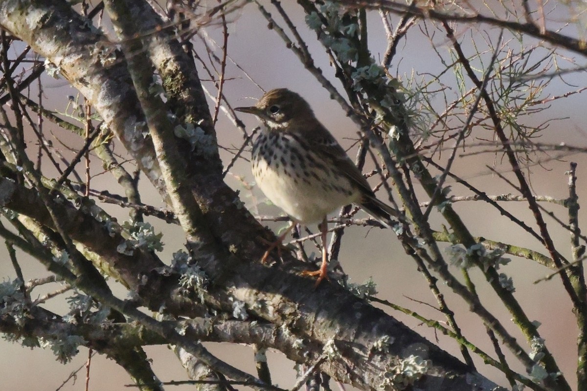 Meadow Pipit - ML646192471