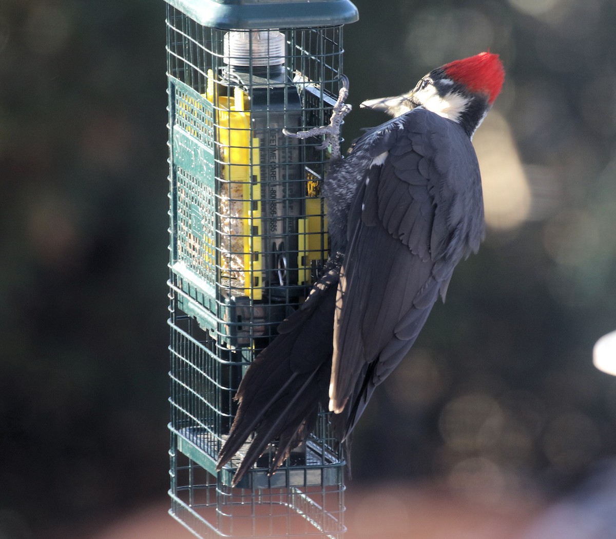 datel chocholatý - ML646192472