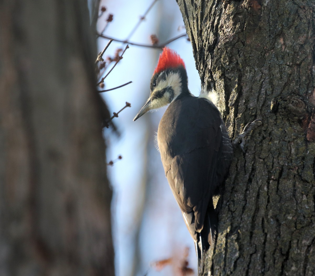 datel chocholatý - ML646192473