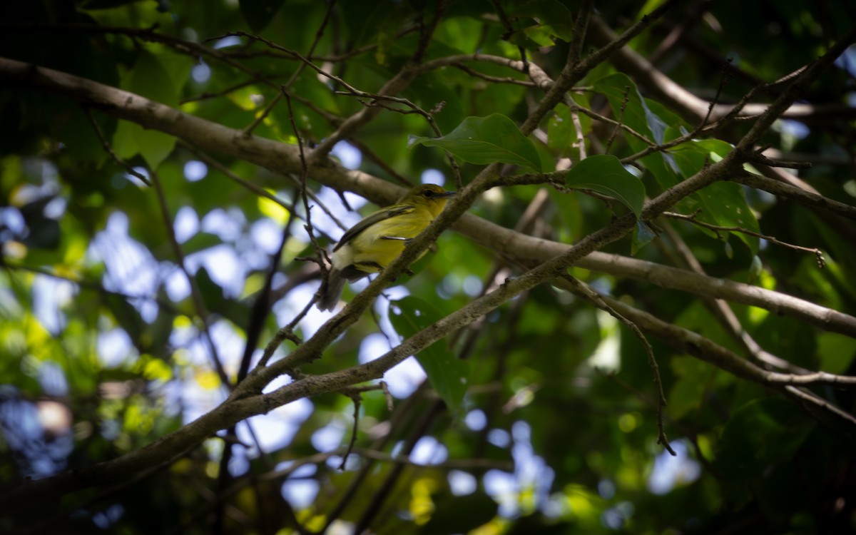 Ochre-lored Flatbill - ML646192475