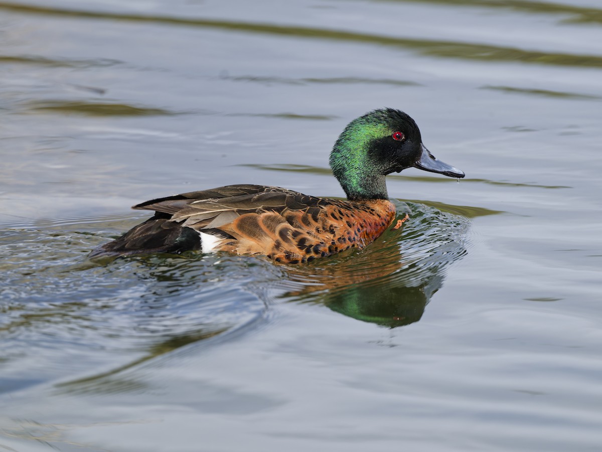 Chestnut Teal - ML646192477