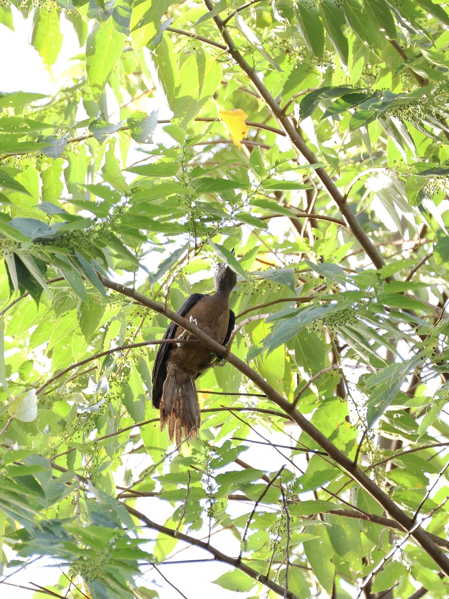 Ashy Woodpecker - ML646192479