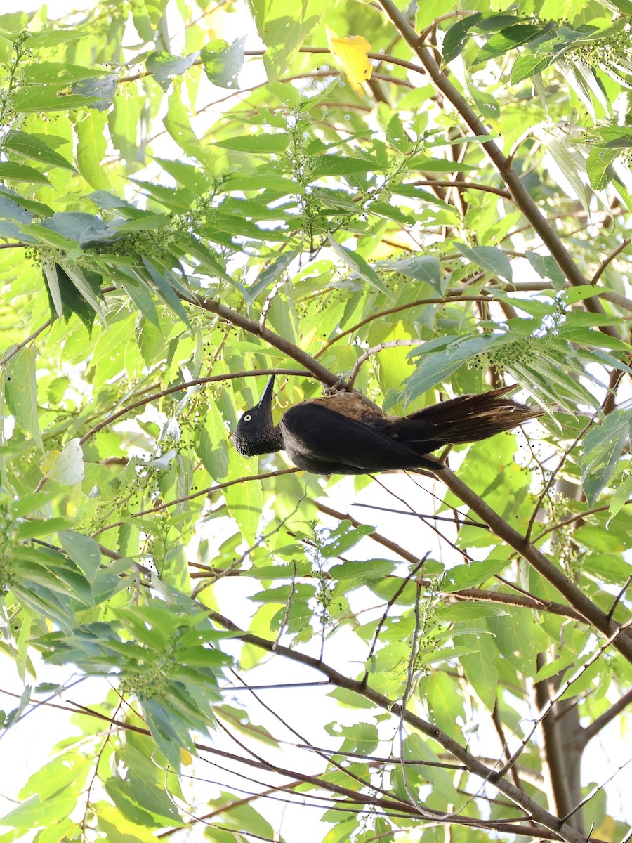 Ashy Woodpecker - ML646192480