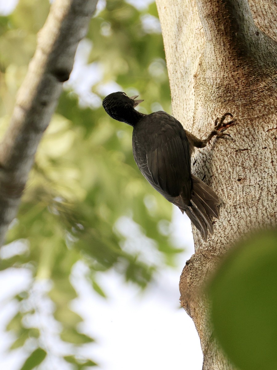 Ashy Woodpecker - ML646192481