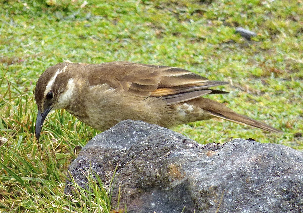 Stout-billed Cinclodes - ML646192482
