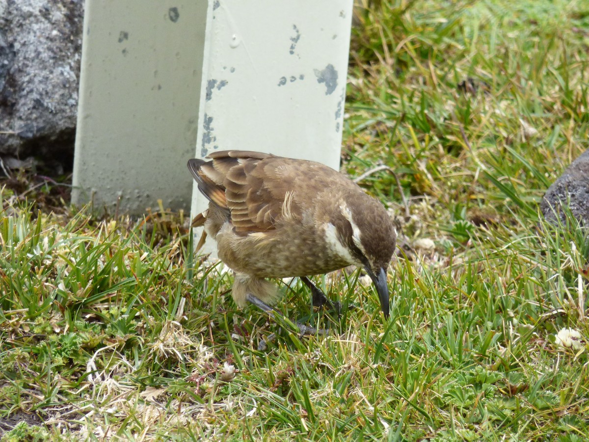 Stout-billed Cinclodes - ML646192483