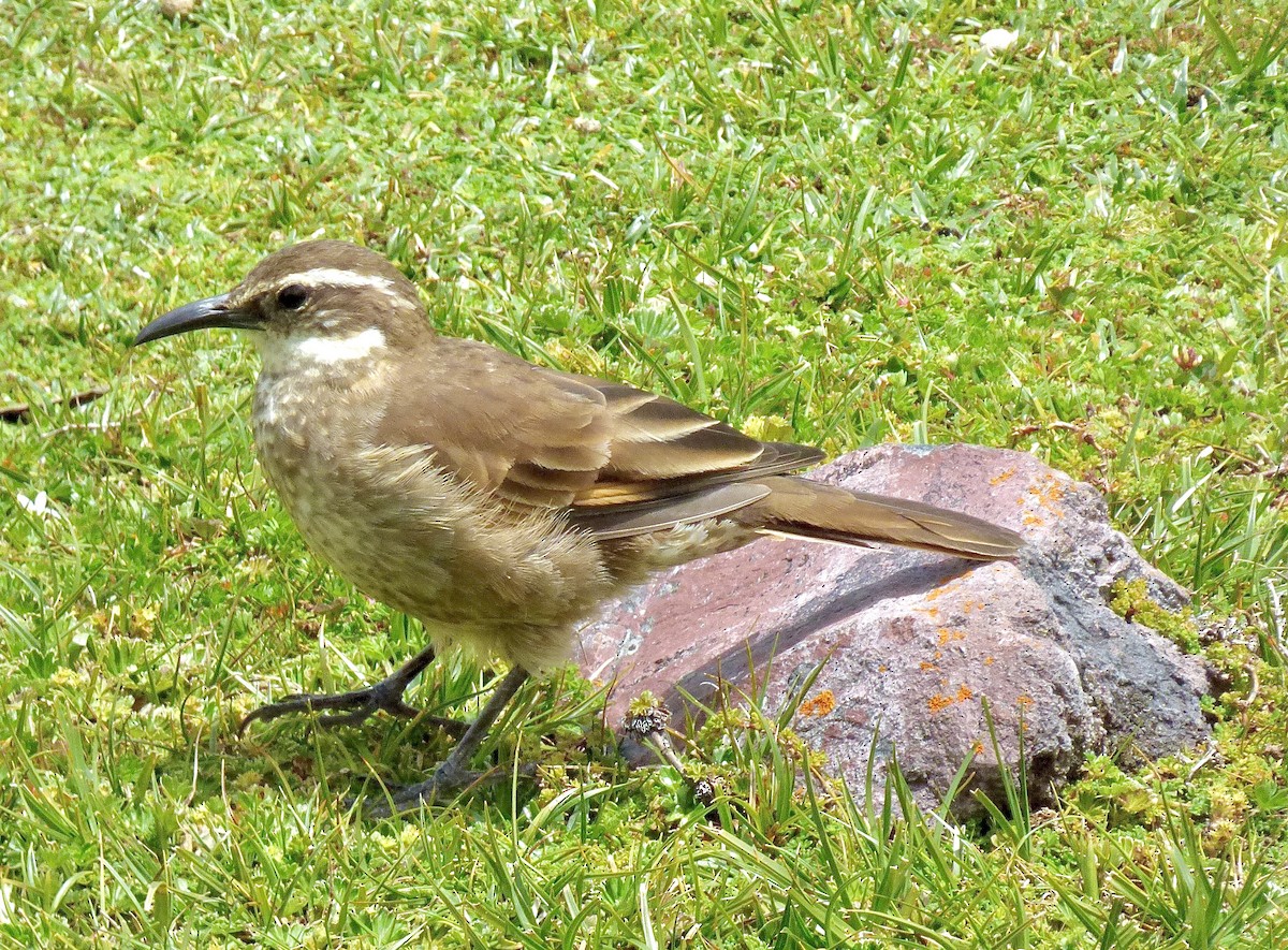 Stout-billed Cinclodes - ML646192484