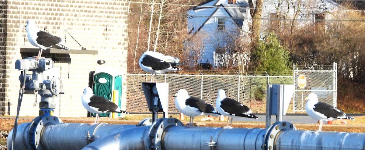 Büyük Kara Sırtlı Martı - ML646192486