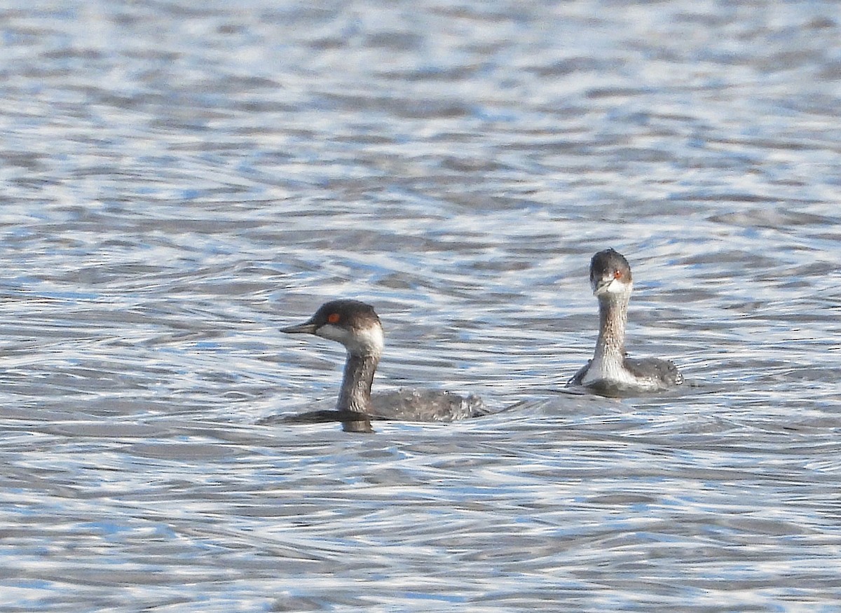 potápka černokrká - ML646192487