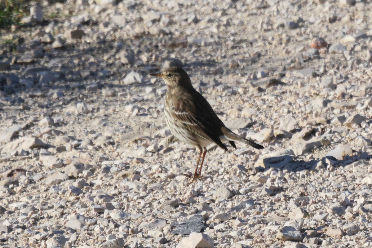 Meadow Pipit - ML646192488